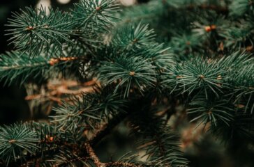 pexels-iriser-943900
