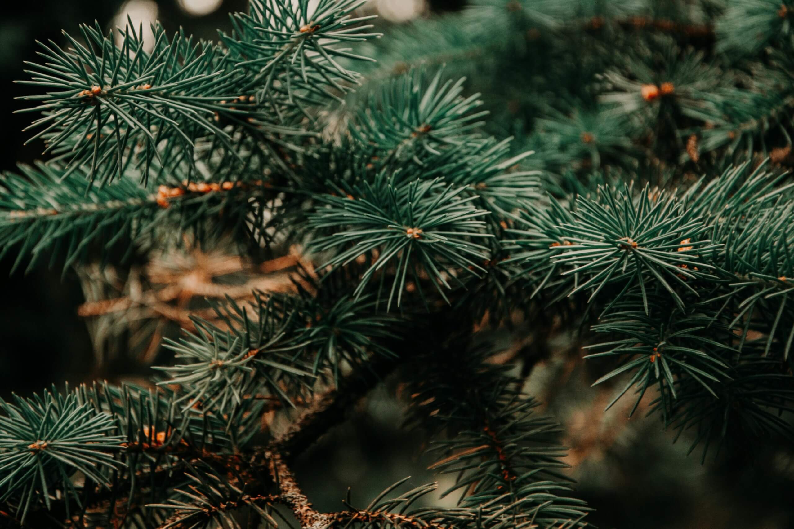 pexels-iriser-943900