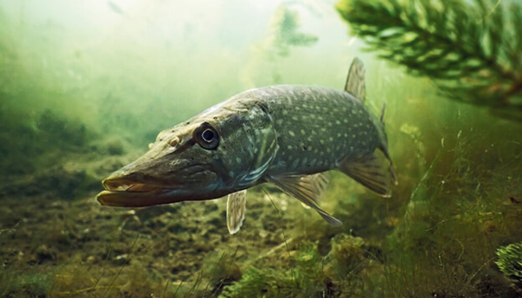 Pike in the lake