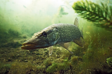 Pike in the lake
