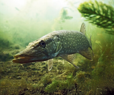 Pike in the lake
