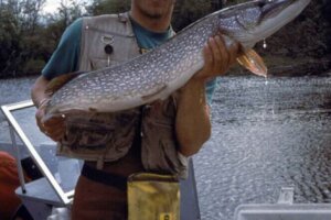 pike1