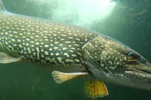 pike2