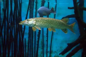 pike3